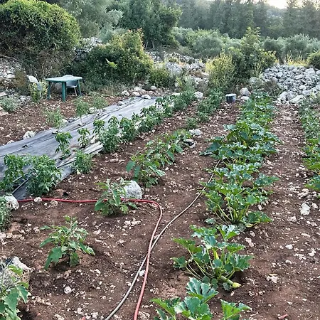 The Root House - Crete Vafés